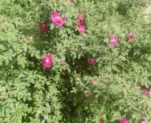 Bush with slightly opened rose buds, almost ready for harvesting.