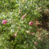 Bush with slightly opened rose buds, ready for harvesting.