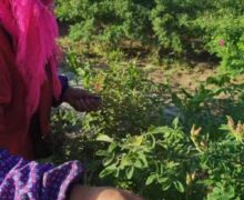 Woman picking rose buds by hand in garden