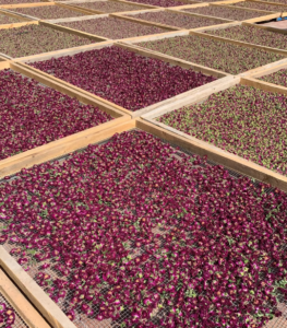 Many trays of rose buds sun drying.