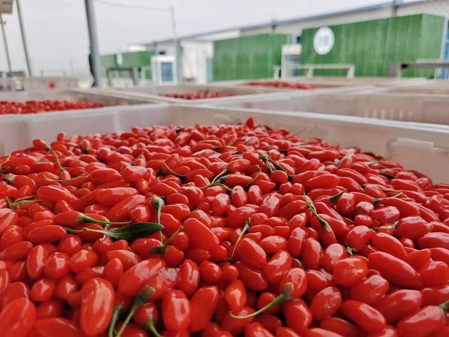 Goji Fresh Goji Berries