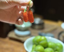 A hand holding 2 goji berries by their stems, with a plate of goji berries and a bowl of green plums in the background.