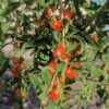 Goji berries growing on a tree