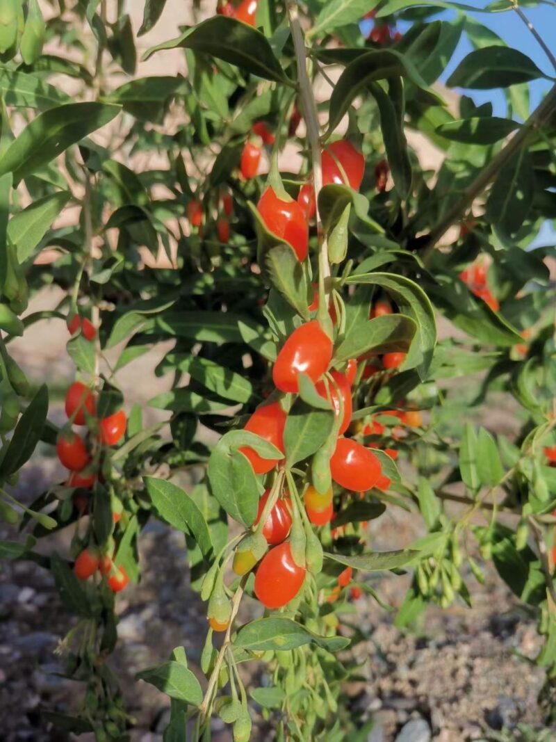 Goji berries growing on a tree