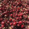 Hibiscus Flowers drying