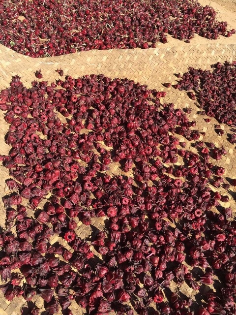Hibiscus Flowers drying