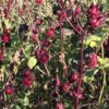 Fresh Hibiscus Flowers