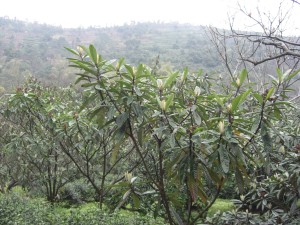 loquat trees around tea bushes.