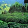 Rows of dense tea bushes on low hills between the mountains in a Mengding green tea garden.