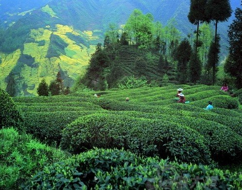 Rows of dense tea bushes on low hills between the mountains in a Mengding green tea garden.