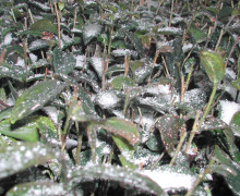 Sweet Dew tea bush in Jan. with snow in Mengding Mountain. 2014.