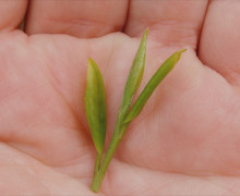 A single plucking of fresh Shifeng Longjing green tea with one bud and two leaves, held in the palm of a hand.