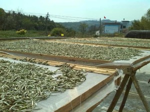 Silver Needle drying naturally in the sun.