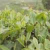 White tea bush (Da bai hao)