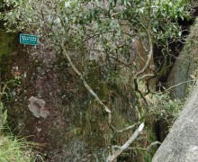 A tall, sparse white tea bush with long, thin gnarling branches.