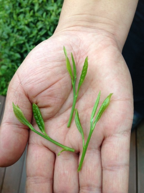 Picking standard for Sunrise Qimen organic black tea. One bud with one or two tender leaves.