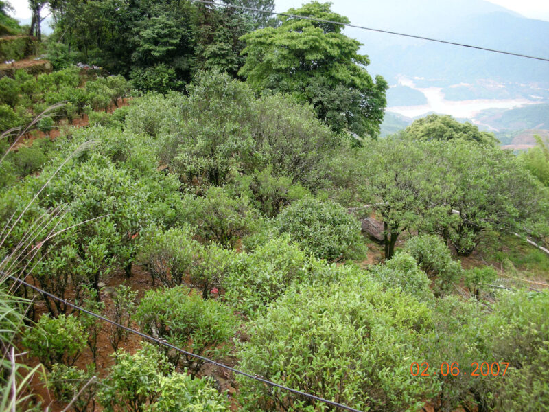 A high mountain tea garden with many old Dan Cong wulong tea trees. Other kinds of trees surround the garden and you can see distant mountains in the background.