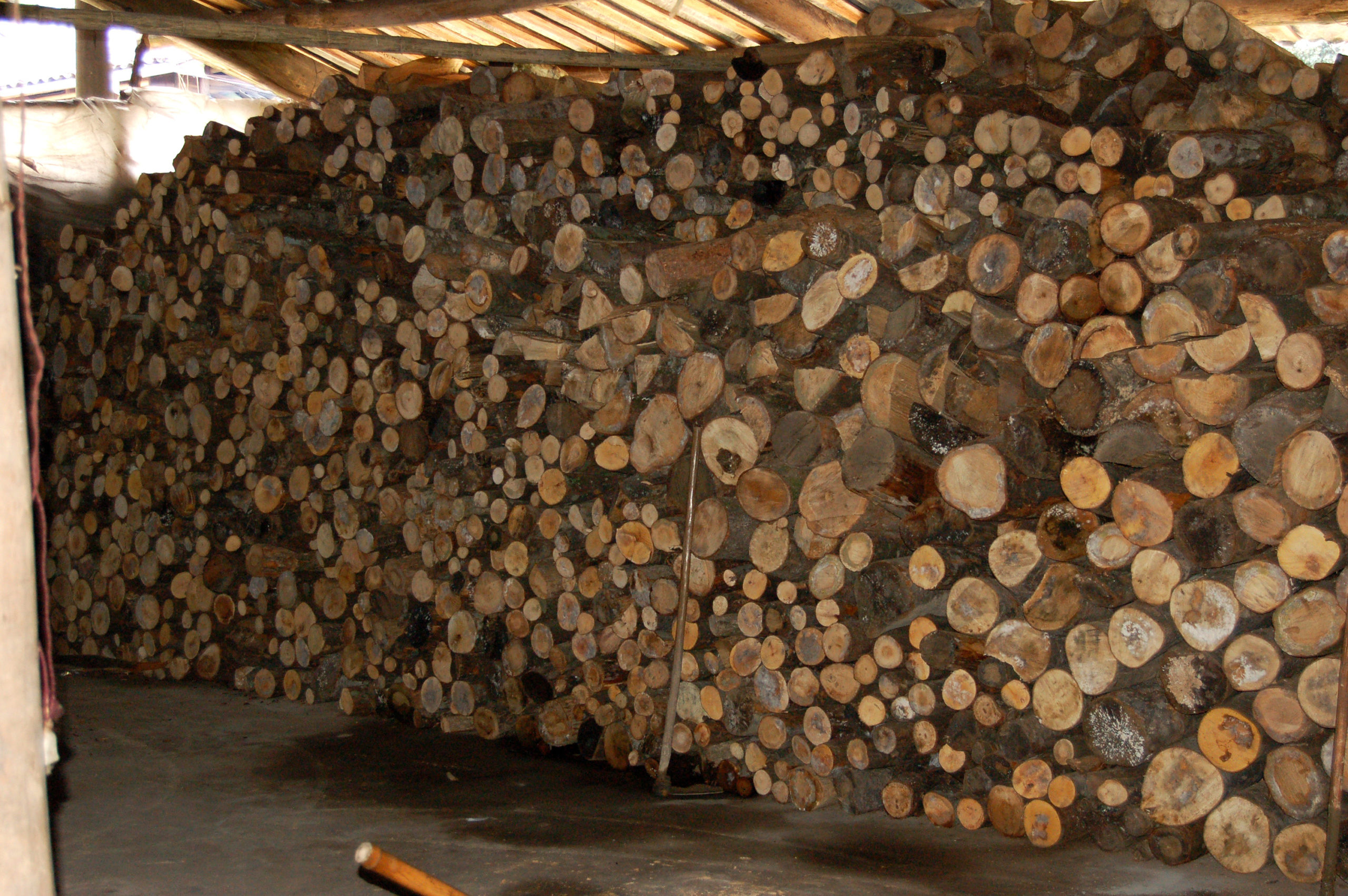A huge pile of neatly stacked horsetail pine logs under an awning.