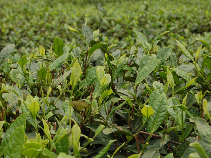 Young spring leaves with one bud and one leaf growing on tea bushes in the field, ready to be harvested for Yinhao Longzhu Silver Dragon Jasmine Pearls tea.