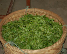 A full basket of fresh plucked tea leaves for Silver Dragon Jasmine Pearls.