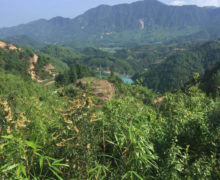 The forested green mountains in Fujian where Yinhao Longzhu Silver Dragon Jasmine Pearls is grown.