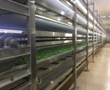 Fresh tea leaves for Silver Dragon Jasmine Pearls withering on a large conveyor machine indoors.