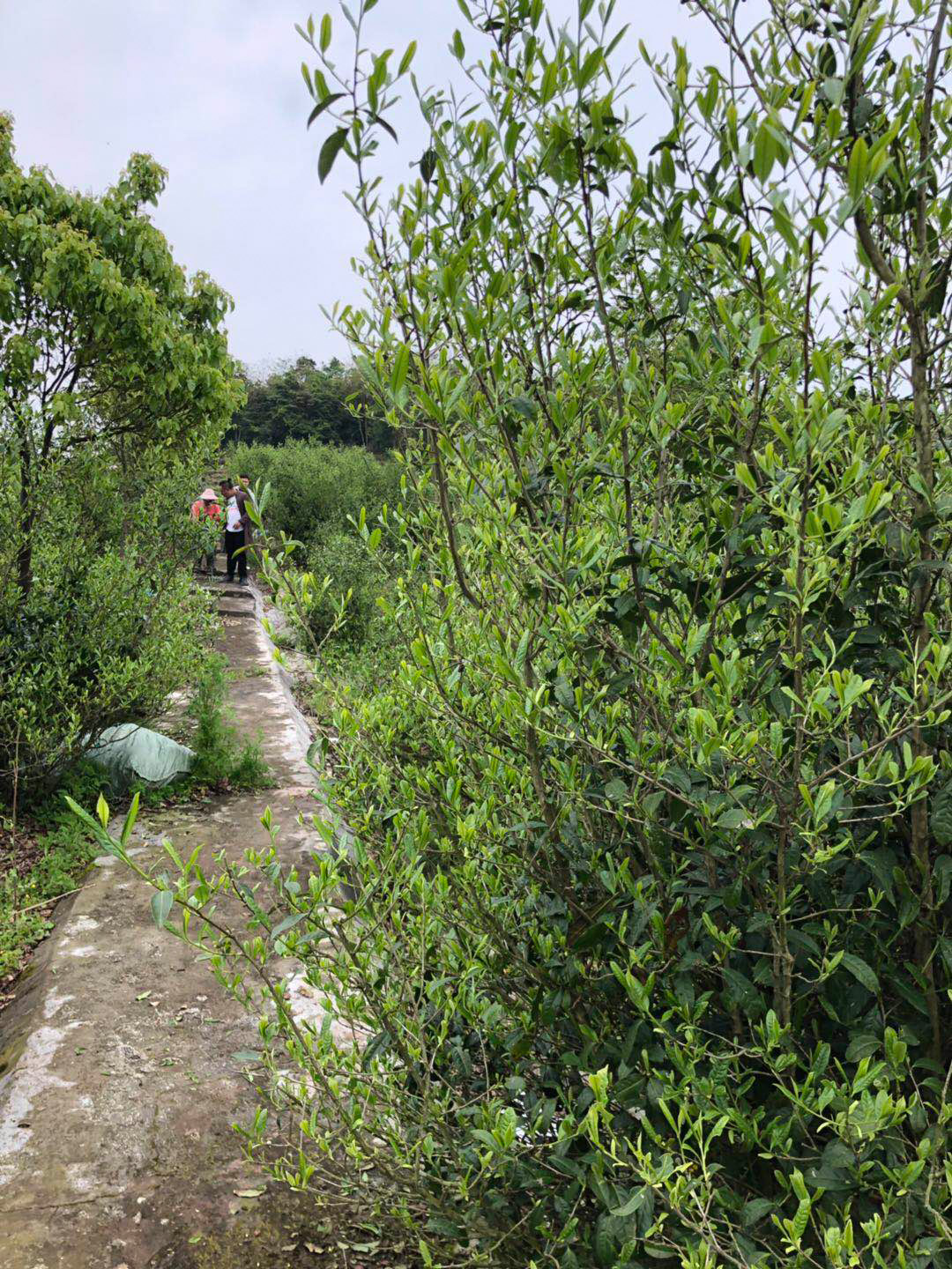 A white tea bush for Silver Dragon Jasmine Pearls next to a path in the garden.