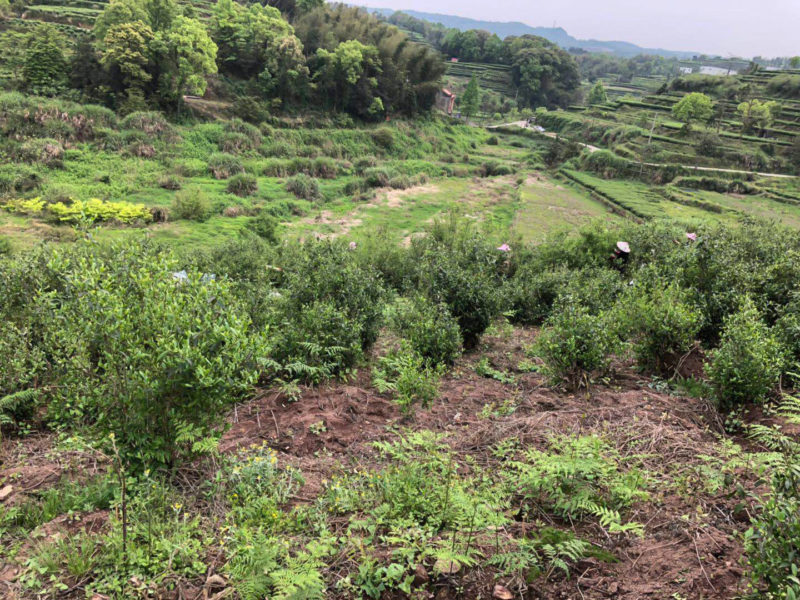 A scattering of natural looking tea bushes in a small patch near the bottom of a hill, with a few tea pickers hidden among them. Terraced and forested green hills sprawl in the background.