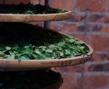 A rack of tea leaves on round bamboo trays stacked indoors in a brick room.