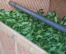 Lots of tea leaves in a deep bamboo basket that closes and rolls to shake and mix them.