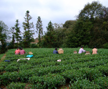 Several people among the rows of tea bushes harvesting tea by hand.