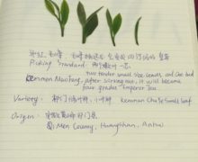 Four fresh green sprigs of plucked tea on a notebook page, showing the plucking standard for Qimen Caixia.