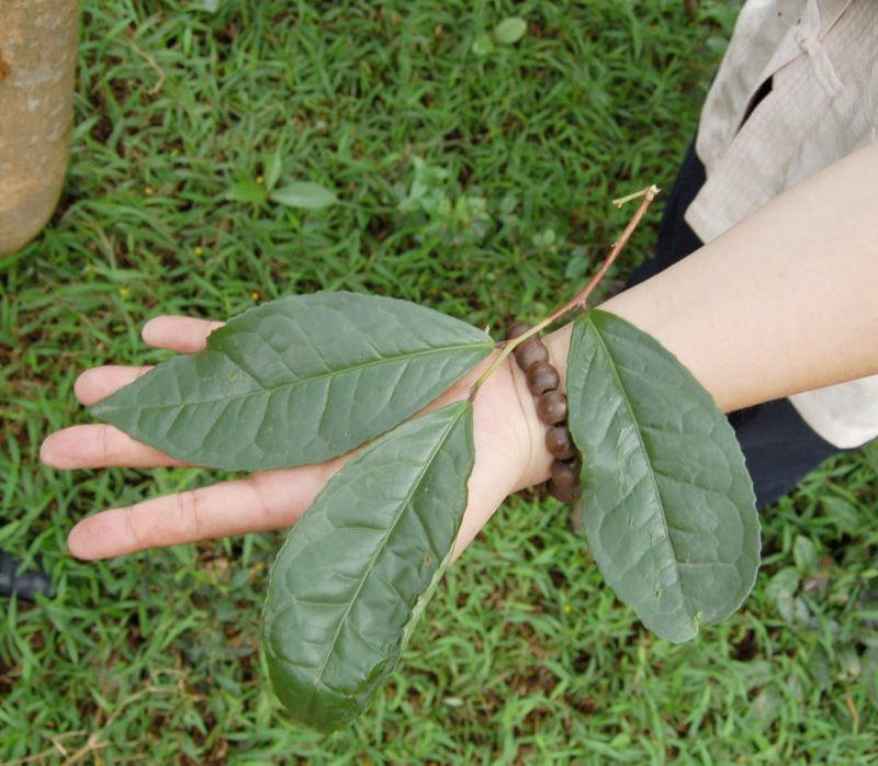 Mature leaves from Dan Cong wulong bush are much bigger than most tea bushes.