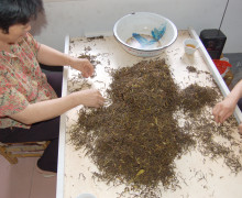 Dan Cong wulong tea mao cha needs to be sorted before being roasted again. They will remove yellow and large untwisted leaves.