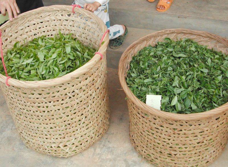 Dan Cong tea leaves that have just been carried back from the field are labeled with the date and time.