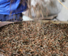 A round tray covered in dark-colored oxidized black tea leaves, still moist. Someone is sprinkling them onto the tray.