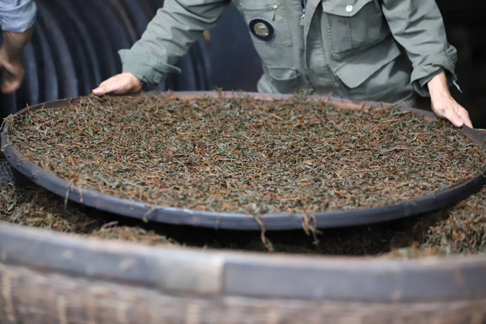 A person holding a round tray covered in dark-colored oxidized black tea leaves, still moist.