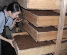 Zhuping leaning down to smell oxidizing black tea leaves in one of the deep wooden trays on a rack.