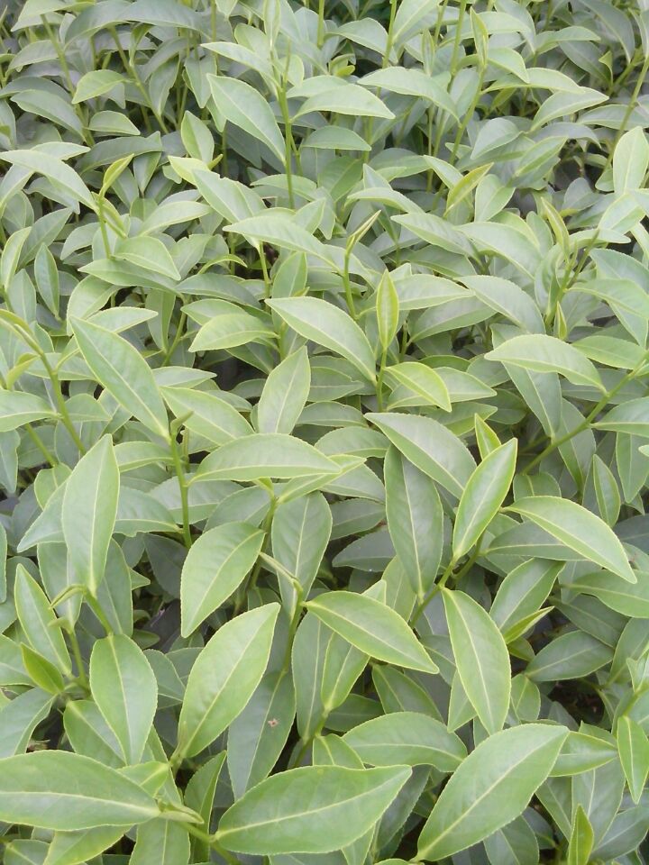 Lush green leaves on an Anxi Hongxin Tieguanyin cultivar tea bush.