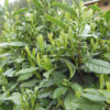 Close-up view of the young leaves on a tea bush.