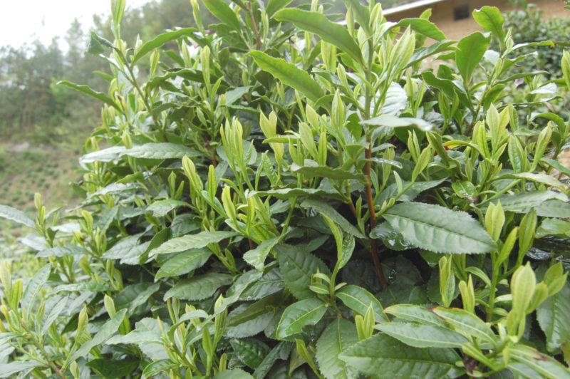 Close-up view of the young leaves on a tea bush.