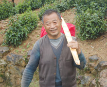 A smiling man among the bushes of a tea garden.