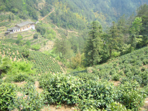 High Mountain tea garden