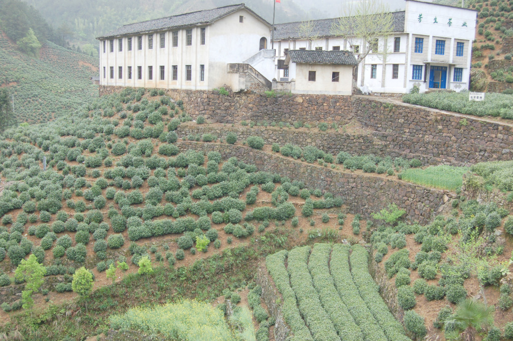 Rows of tea bushes for Huangshan Maofeng in front of the buildings of the tea factory.