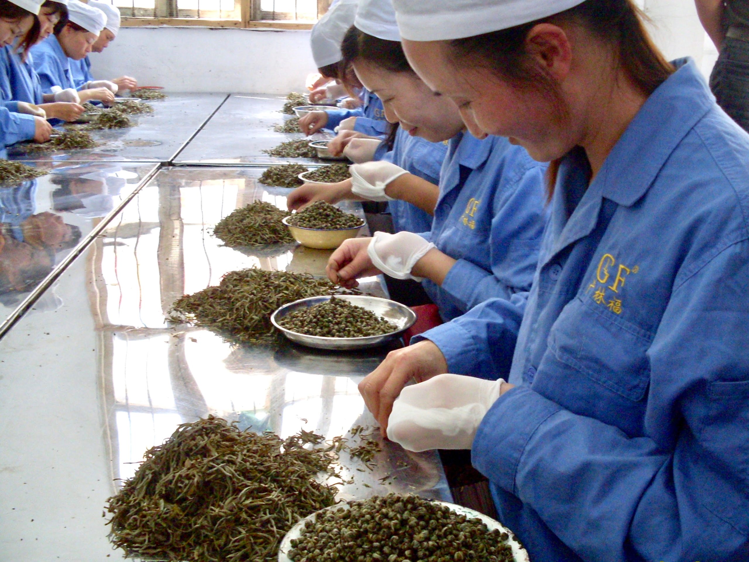 A row of people in smocks at a table, each with a pile of unrolled tea leaves and a bowl to fill with hand-rolled pearls.