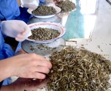 Close-up of a person hand-rolling tea leaves into Jasmine Pearls.