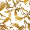 Moli Longzhu (Jasmine Pearls) wet tea leaves floating in clear water.