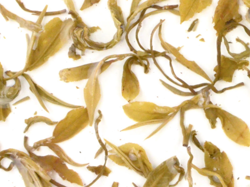 Moli Longzhu (Jasmine Pearls) wet tea leaves floating in clear water.