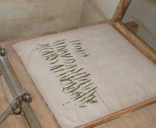 Tai Ping Houkui leaves stretched out on a square of cotton cloth.