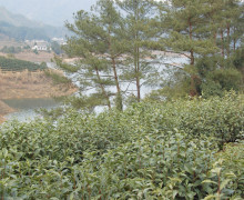Tai Ping Houkui Tea Garden overlooking the lake.